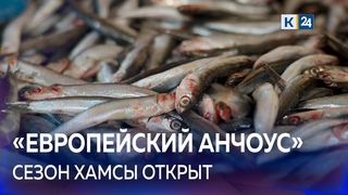 В Новороссийске начался сезон вылова хамсы🐟