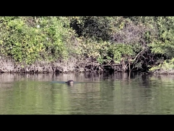 REDESCUBRIMOS UNA ESPECIE QUE SE CREÍ A EXTINTA EN ARGENTINA: LA NUTRIA GIGANTE O LOBO