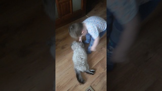 После приезда внука к бабушке кот прикинулся мертвым
