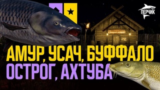 За Амуром чёрным на Острог + Усач с Буффало на Ахтубе ● Русская рыбалка 4 ● Перчик РР4