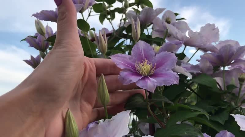 Клематис Пиилу цветёт Clematis