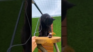 Чем уникален камышовый кот Вульф