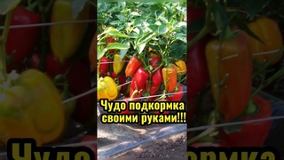 Бесплатная  чудо подкормка для огорода!  #сад #дача #огород #подкормка #томаты #огурцы #урожай