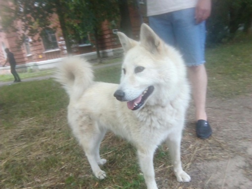 золотистый ретривер питомник. щенки шпица иваново. авито иваново животные купить собаку. авито иваново собаки. щенки в голышманово в дар свежие объявления.