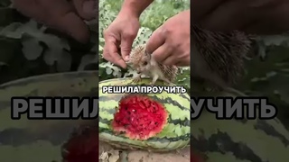 Ёжик отблагодарил женщину  #shorts