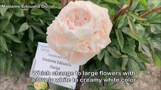 Peony Madame Edouard Doriat - Peony Plants and Roots online.