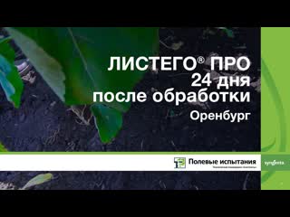 ЛИСТЕГО ПРО 24 дня после обработки, Полевой Город Оренбург