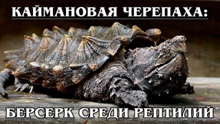 КАЙМАНОВАЯ ЧЕРЕПАХА: Кусающая рептилия  опаснее, чем крокодил | Интересные факты про черепах