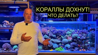 ICP ТЕСТ В МОРСКОМ АКВАРИУМЕ. ЧТО ЭТО? ЗАЧЕМ НУЖЕН?