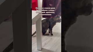 Кошечке с предприятия нужен дом Санкт-Петербург