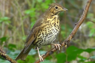Певчий дрозд / Song Thrush / Turdus philomelos