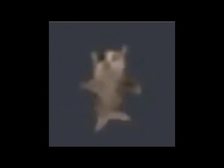 кот танцует 10 минут