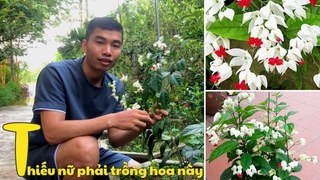 Thiếu Nữ nhất định phải trồng hoa này - Ý Nghĩa của hoa Ngọc Nữ