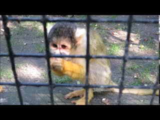 Общительный боливийский саймири