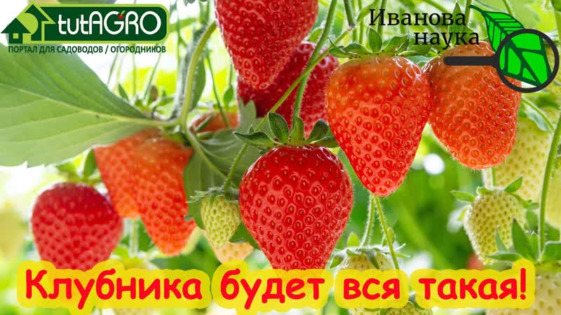 ПАРА КАПЕЛЬ НА ВЕДРО И КЛУБНИКА ВСЯ РОВНАЯ, КРУПНАЯ,