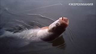 Жерех на самодельный стример из козьей шерсти. Киевская бородка на жереха, вабик, Коза #ЖЕРЕХМАНИЯ