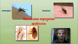Насекомые паразиты кровососы