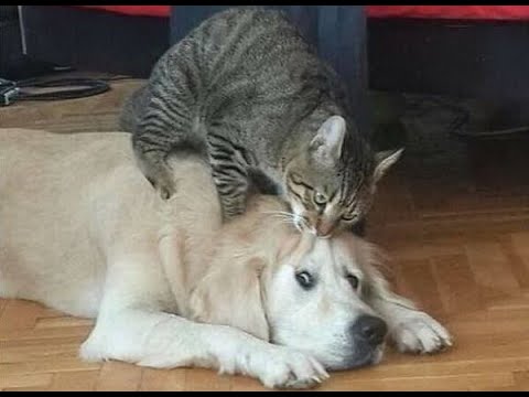 Враг 1 Подборка смешных котов и собак для хорошего