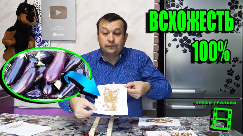 СЕКРЕТ СБОРА СЕМЯН БАКЛАЖАНОВ. ЗАГОТОВКА СЕМЯН БАКЛАЖАН СО