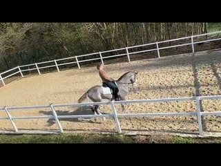 Mahdi Shael (Mazkhar Shael - Hikma Shael), 3-year-old akhalteke colt. Part 2
