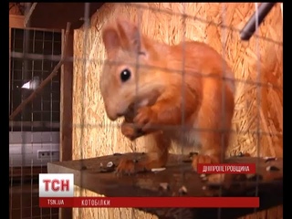 У Кривому Розі кицька вигодувала 3 білченят