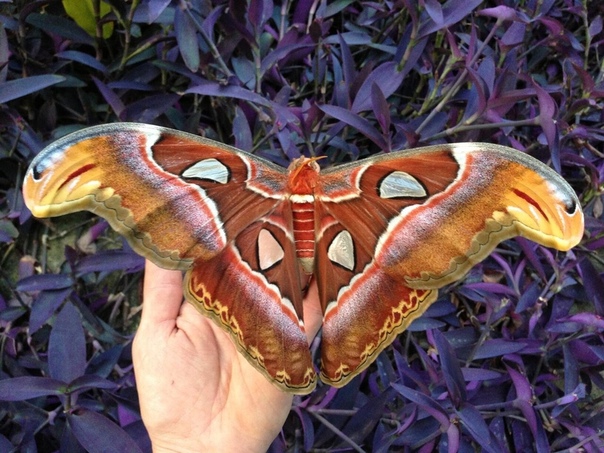 павлиноглазка атлас attacus atlas. павлиноглазка атлас. Attacus atlas бабочка. Attacus atlas бабочка. выше бабочка.
