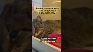 Консультация ОФТАЛЬМОЛОГА, котенок Ушко