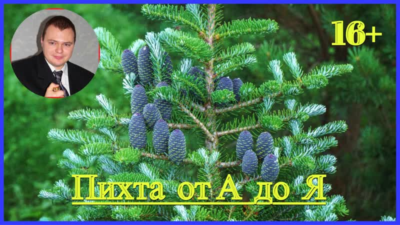 Пихта от А до Я , Стратификация семян посев семян пересадка