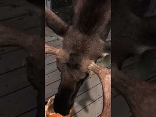 Bull Moose Snacks on Porch Pumpkins || ViralHog