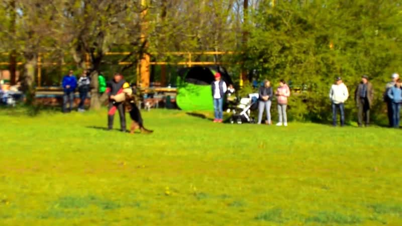 55 3 V СС OX HAUS DANDO ( Count Ustinov Corsica Haus Dando) Лучший