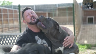 ES EL CANE CORSO UNA RAZA BUENA PARA LOS NIOS