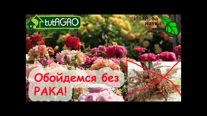БОЛЕЗНЬ ШАГАЕТ ПО САДАМ Вот как надо поступить, чтобы не