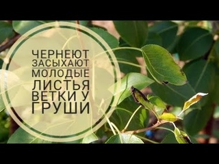 1.ЧЕРНЕЮТ ЗАСЫХАЮТ ВЕТКИ ЛИСТЬЯ У ГРУШИ БОЛЕЗНЬ ГРУШИ. БАКТЕРИОЗ. БАКТЕРИАЛЬНЫЙ ОЖОГ ГРУШИ. ЛЕЧЕНИЕ.