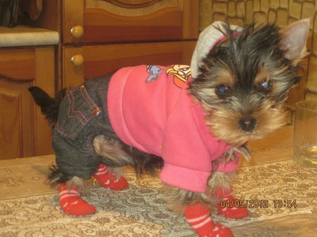 Константин Воронович | Минск