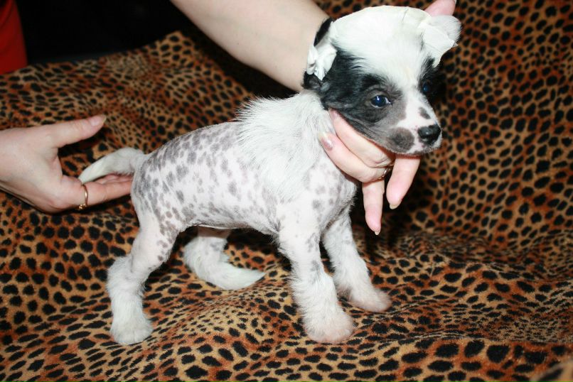 Дмитрий Липов | Зеленоград