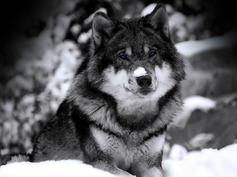 Иришка Власенко | Сорты