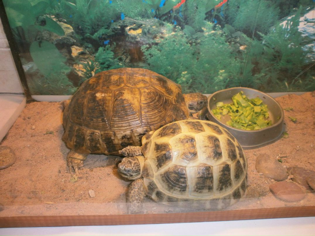 Елена Назарова | Псков