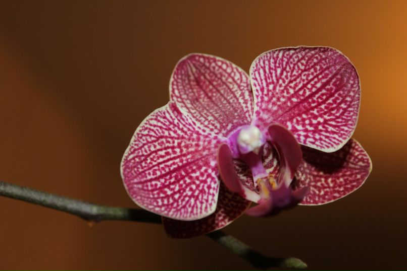 Аня Быкова | Санкт-Петербург