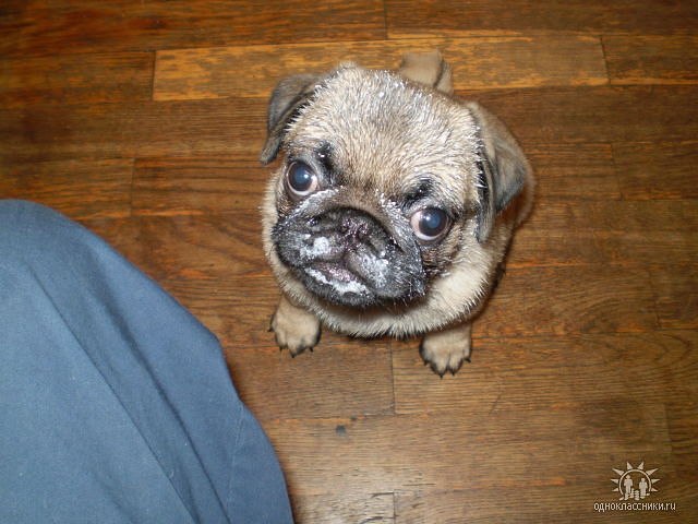 Павел Мкртычян | Минск