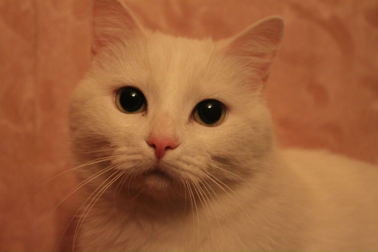 Кристина Ястремскайте | Санкт-Петербург