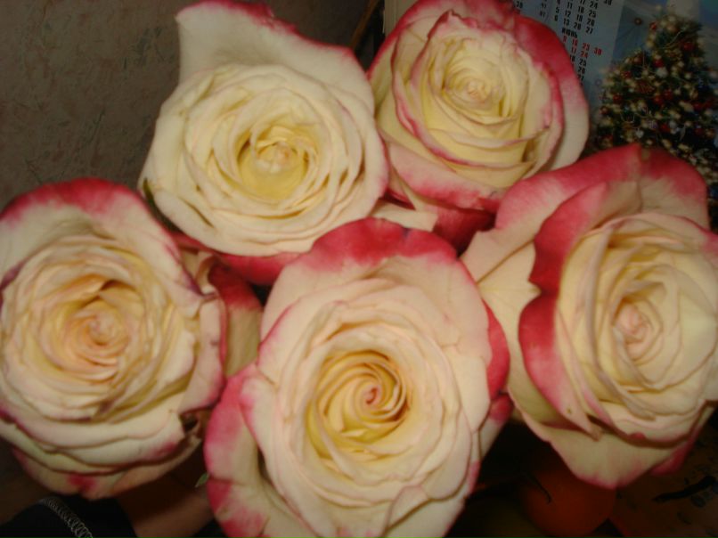 Анна Соколова Соколова | Ярославль