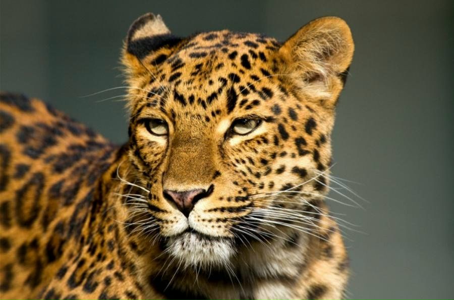 Владимир Дмитриев | Владимир