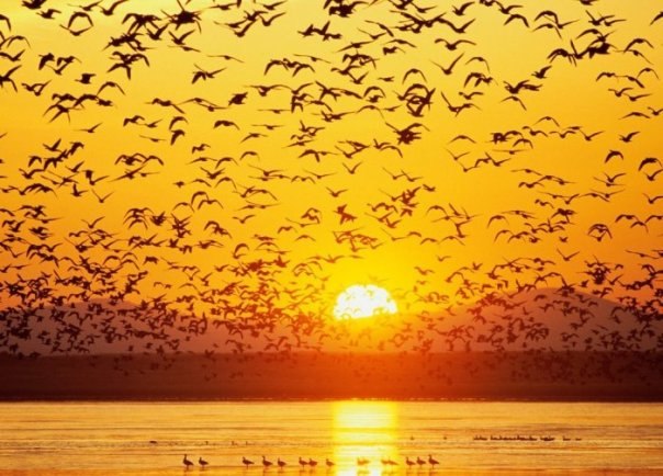 Марина Омельянченко | Желтые Воды