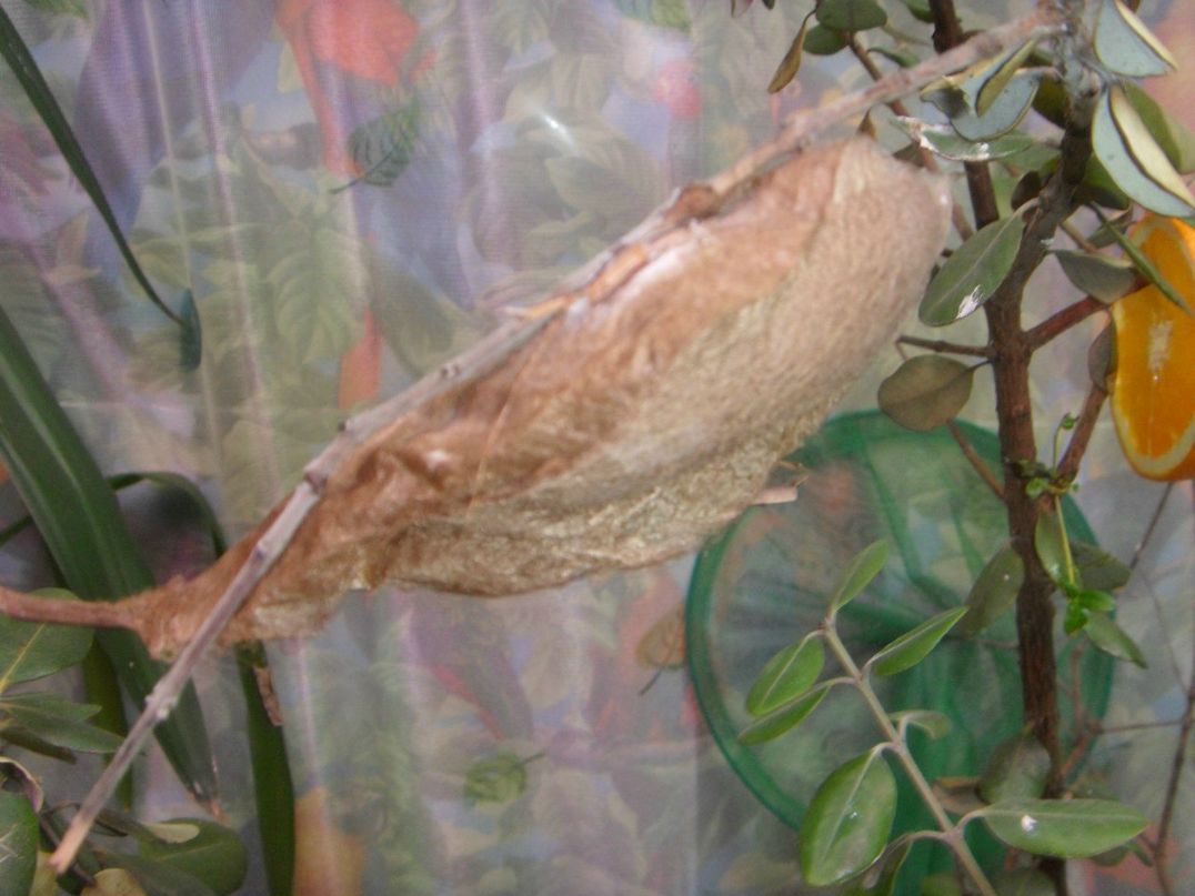 Юлия Егорова | Санкт-Петербург