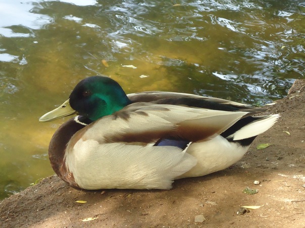 №8, Анастасия Сатюкова №8, Анастасия Сатюкова