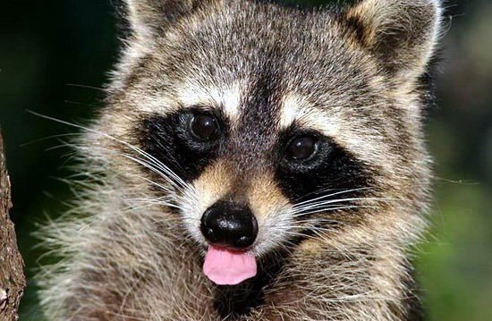 Маргарита Кургузова | Минск