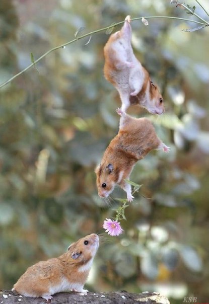 №3, Нурудин Абдурахманов, 33 года, Ахты №3, Нурудин Абдурахманов, 33 года, Ахты