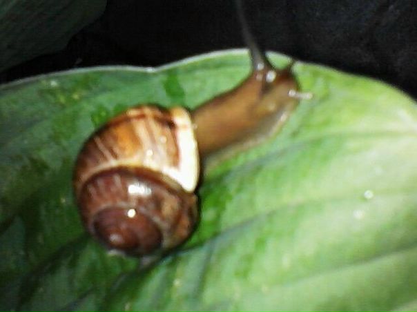 №7, Светлана Королькова, Псков №7, Светлана Королькова, Псков