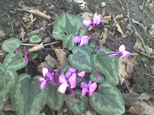 Елена Казарова | Санкт-Петербург