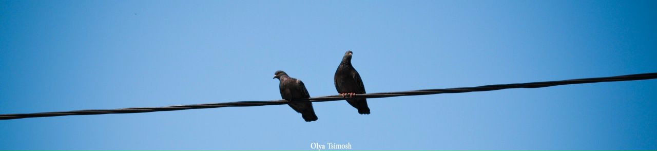 №17, Лёля Цимош №17, Лёля Цимош